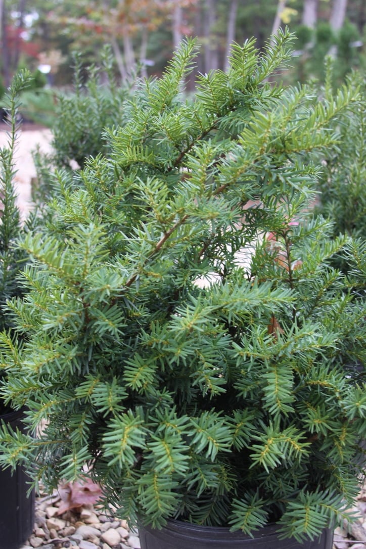 Dense Spreading Yew #3 -- Taxus x media 'Densiformis'