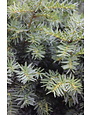 Yew, Taxus x media 'Densiformis' Dense Spreading Yew 3G