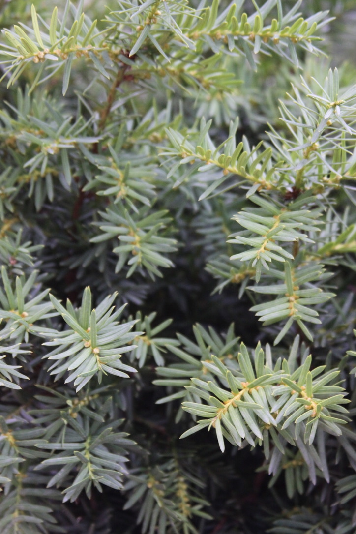 Yew, Taxus x media 'Densiformis' Dense Spreading Yew 3G