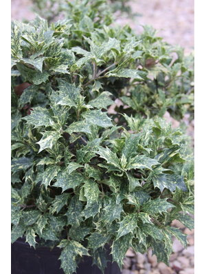 False Holly, Osmanthus heterophyllus 'Goshiki' 3G