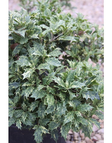 False Holly, Osmanthus heterophyllus 'Goshiki' 3G