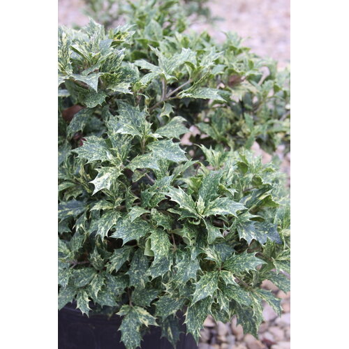 False Holly, Osmanthus heterophyllus 'Goshiki' 3G