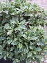 False Holly, Osmanthus heterophyllus 'Goshiki' 3G