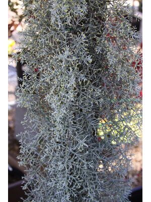 Cypress, Hesperocyparis arizonica var. glabra 'Blue Ice' 3G