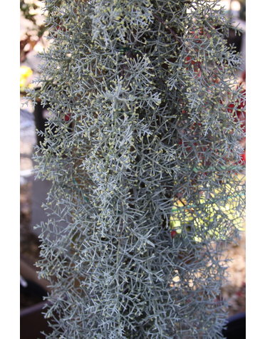 Cypress, Hesperocyparis arizonica var. glabra 'Blue Ice' 3G