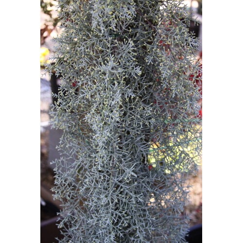 Cypress, Hesperocyparis arizonica var. glabra 'Blue Ice' 3G