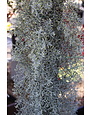 Cypress, Hesperocyparis arizonica var. glabra 'Blue Ice' 3G