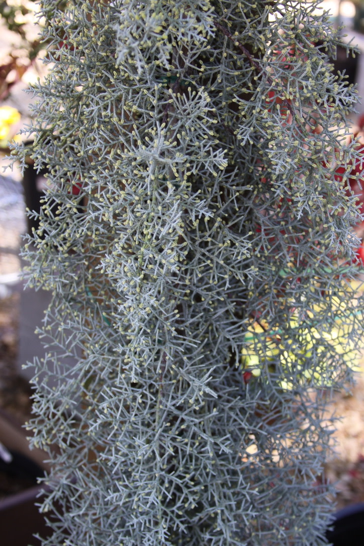 Cypress, Hesperocyparis arizonica var. glabra 'Blue Ice' 3G