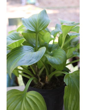 Hosta, Hosta 'Guacamole' 1G
