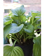 Hosta, Hosta 'Guacamole' 1G