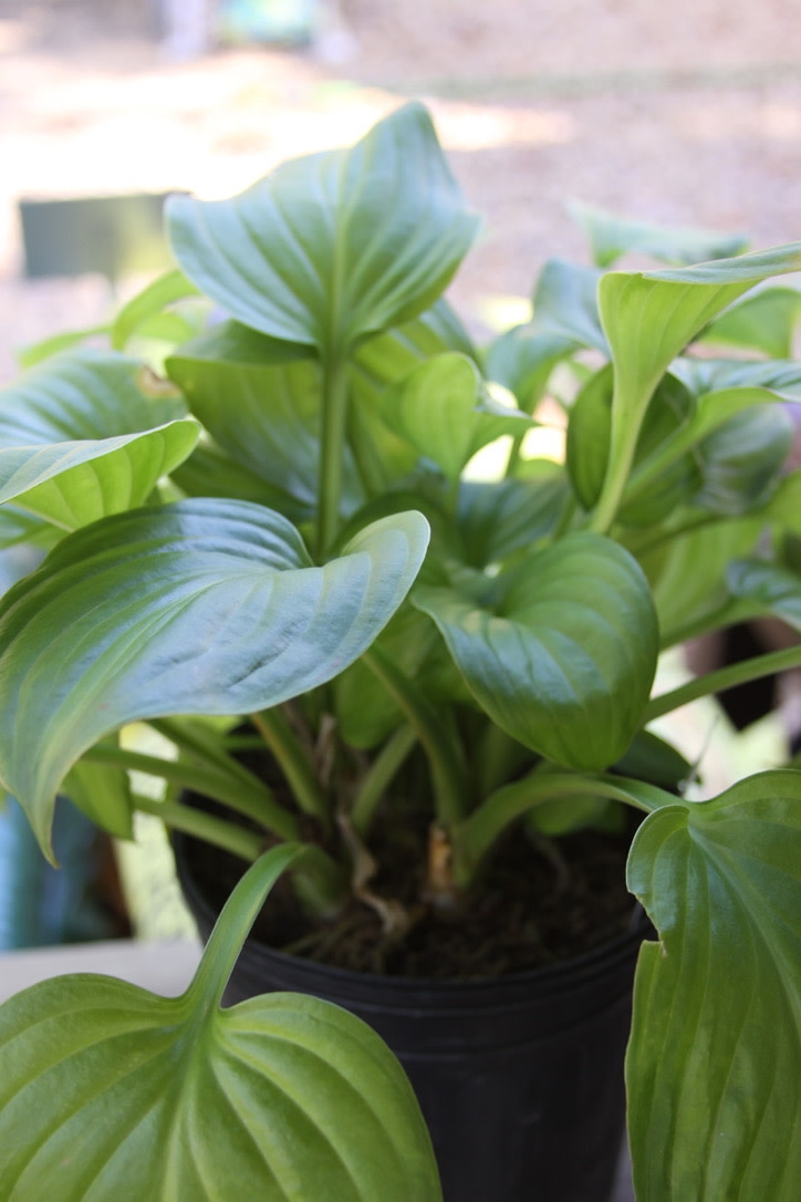 Hosta, Hosta 'Guacamole' 1G