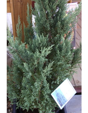 Juniperus chinensis 'Blue Point'