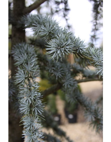 Cedrus atlantica 'Glauca'  Blue Atlas Cedar 15G