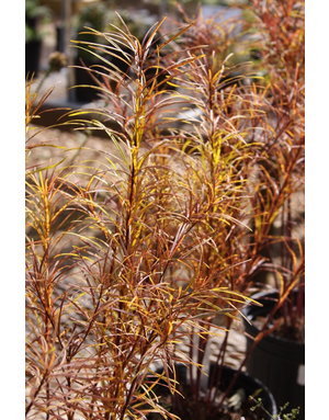 Amsonia hubrichtii 'Blue Star' 1G
