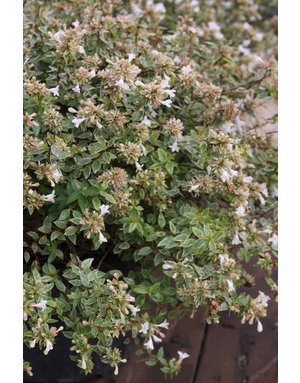 Abelia, Abelia x grandiflora 'Abelops' Sunshine Daydream 3G