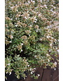 Abelia, Abelia x grandiflora 'Abelops' Sunshine Daydream 3G