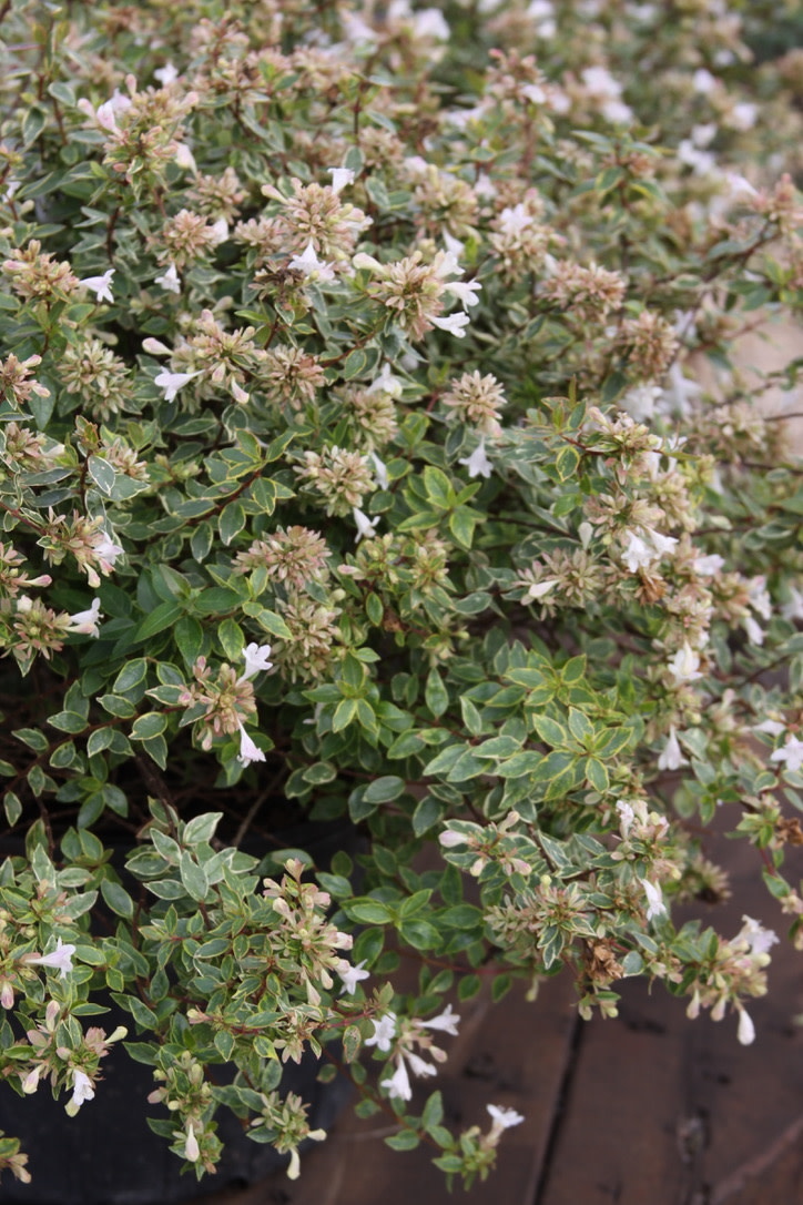 Abelia, Abelia x grandiflora 'Abelops' Sunshine Daydream 3G
