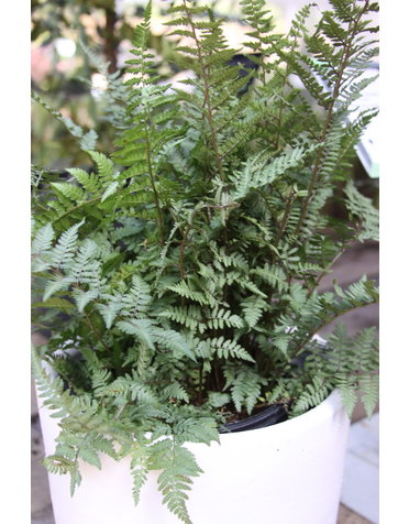 Athyrium x 'Ghost' 1G FERN