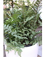Athyrium x 'Ghost' 3G FERN