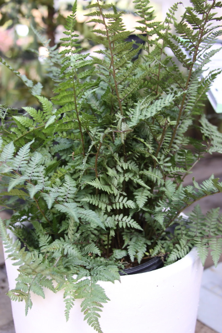 Athyrium x 'Ghost' 3G FERN