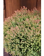 Fire Chief Arborvitae #3 -- Thuja occidentalis 'Congabe' PP19009 -native