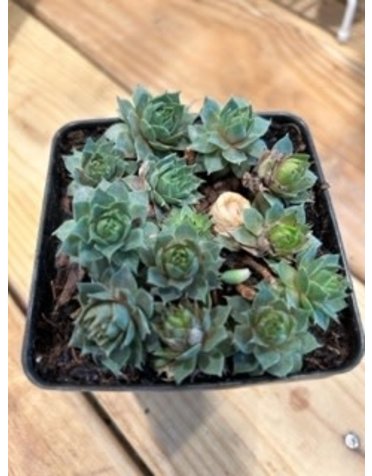 Sempervivum 'Sanford' Hens and Chicks