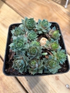 Sempervivum 'Sanford' Hens and Chicks