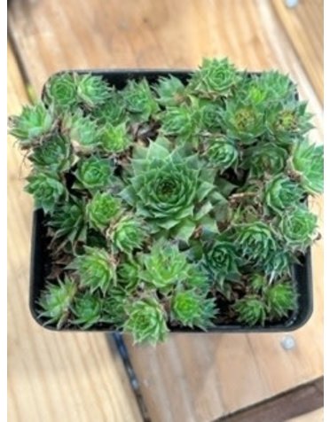 Sempervivum 'Kalinda' Hens and Chicks