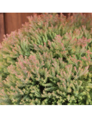 Arborvitae, Thuja occidentalis 'Congabe' Fire Chief™ 3G NATIVE