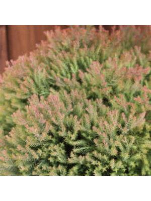 Arborvitae, Thuja occidentalis 'Congabe' Fire Chiefâ„¢ 3G NATIVE