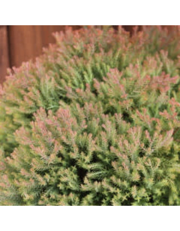 Arborvitae, Thuja occidentalis 'Congabe' Fire Chief™ 3G NATIVE