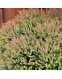 Arborvitae, Thuja occidentalis 'Congabe' Fire Chief™ 3G NATIVE