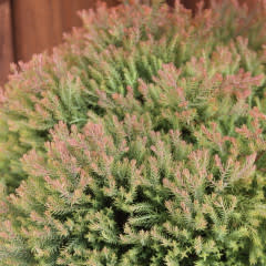 Arborvitae, Thuja occidentalis 'Congabe' Fire Chief™ 3G NATIVE