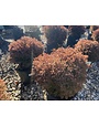 Arborvitae, Thuja occidentalis 'Congabe' Fire Chief™ 3G NATIVE