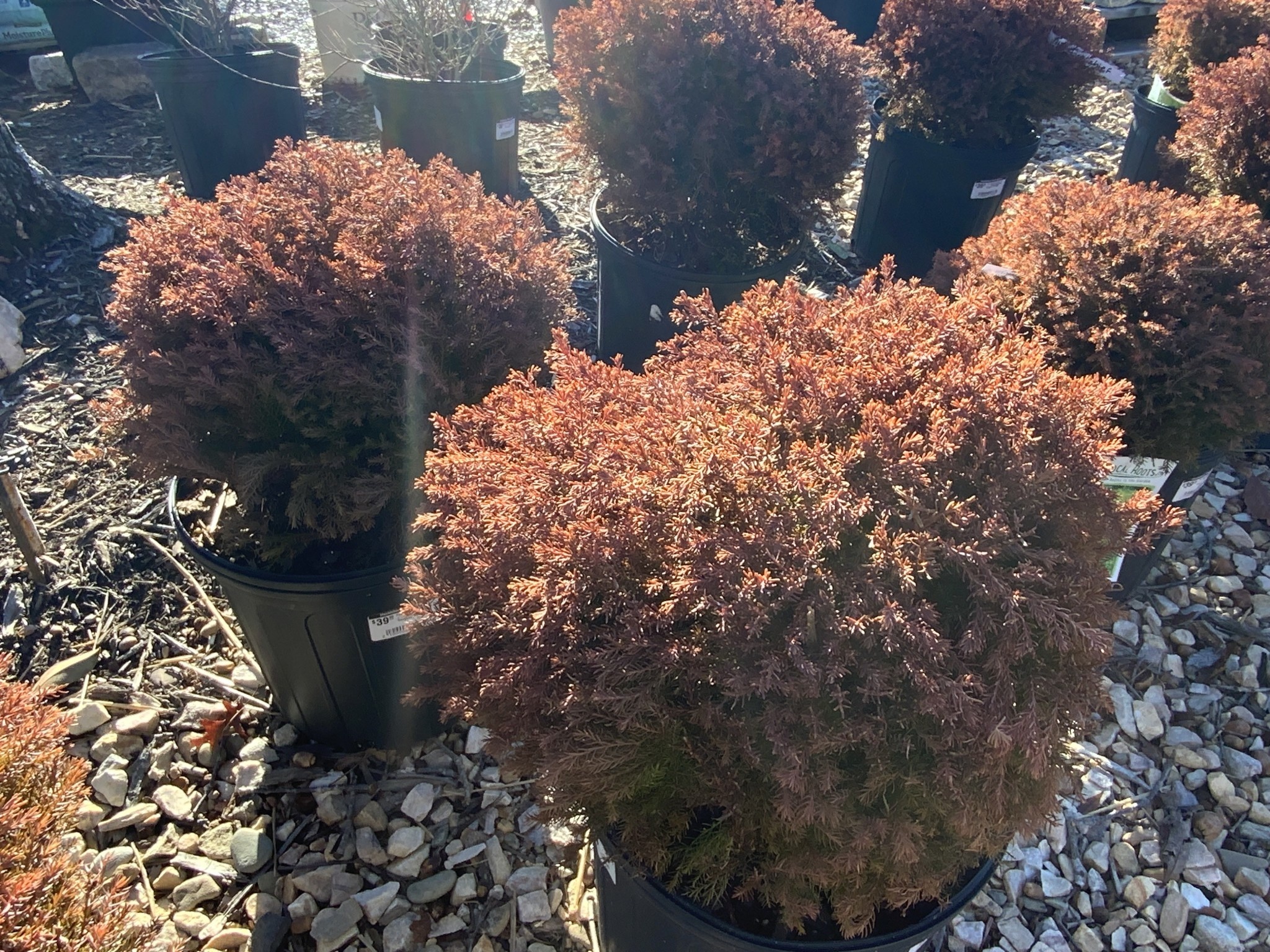Arborvitae, Thuja occidentalis 'Congabe' Fire Chief™ 3G NATIVE