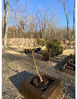 Salix matsudana 'Tortuosa' Corkscrew Willow 15G, Weeping Willow