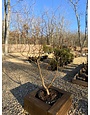 Salix matsudana 'Tortuosa' Corkscrew Willow 15G, Weeping Willow