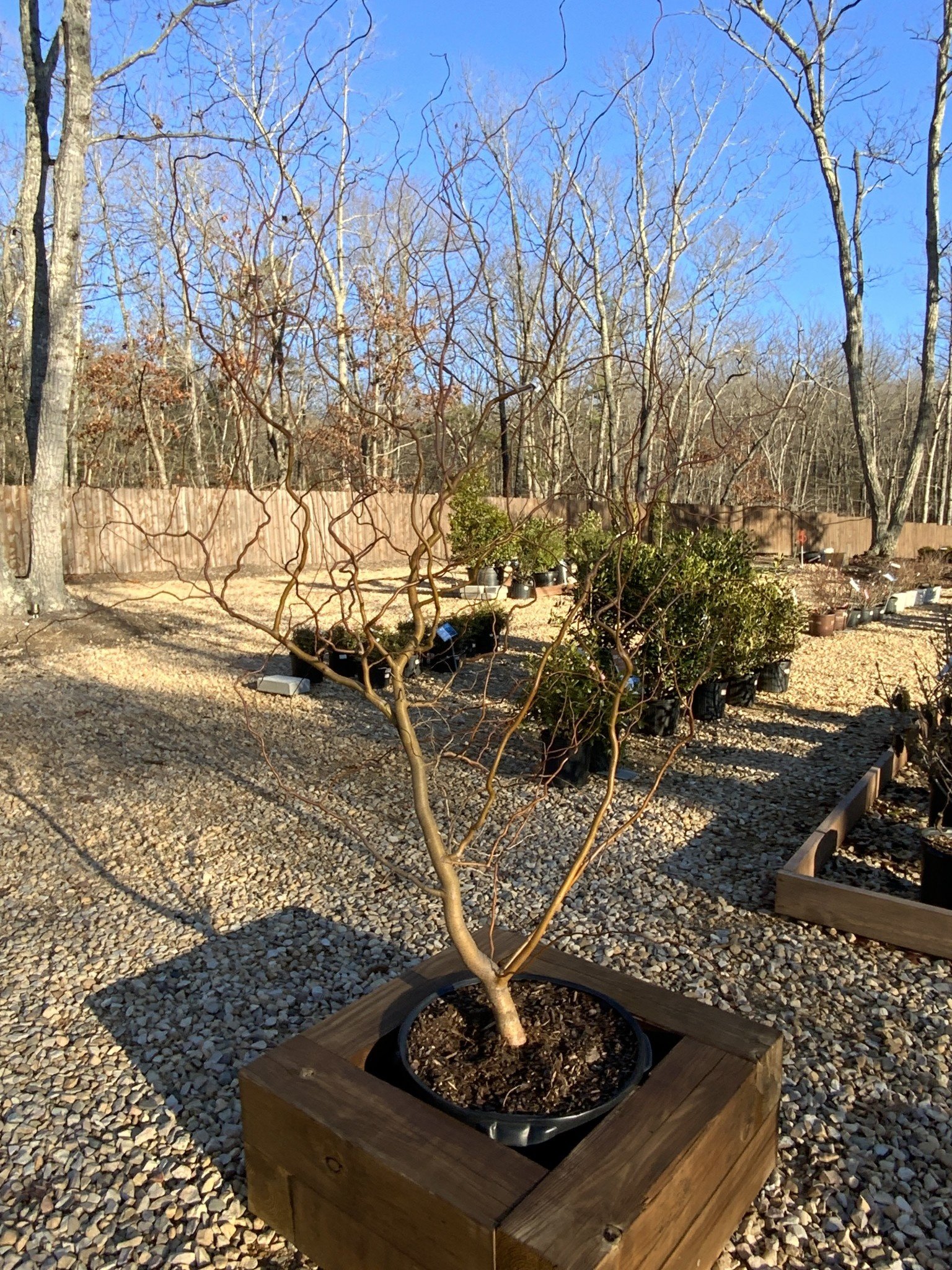 Corkscrew Willow 15G