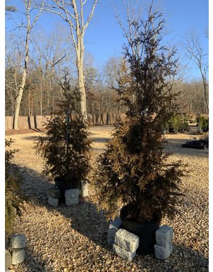 Arborvitae, Thuja occidentalis 'Green Giant' 15G