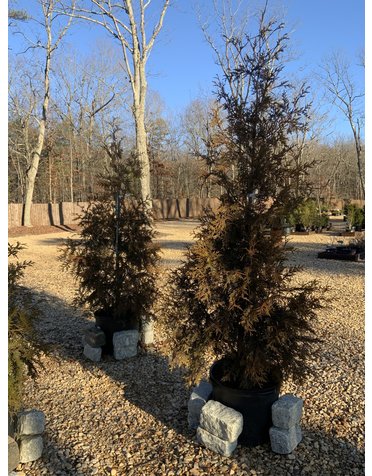 Green Giant Arborvitae #15