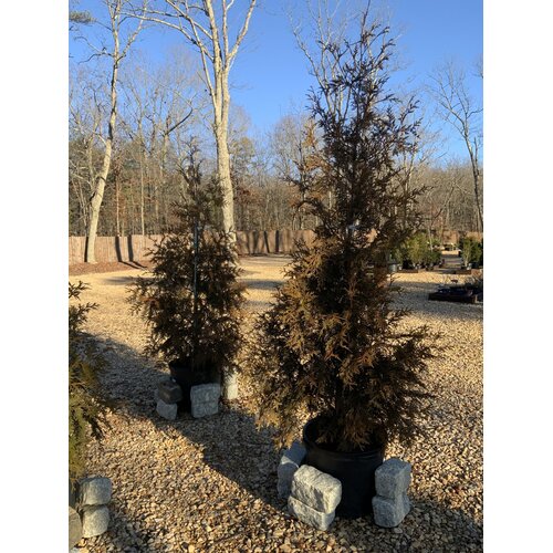 Arborvitae, Thuja occidentalis 'Green Giant' 15G