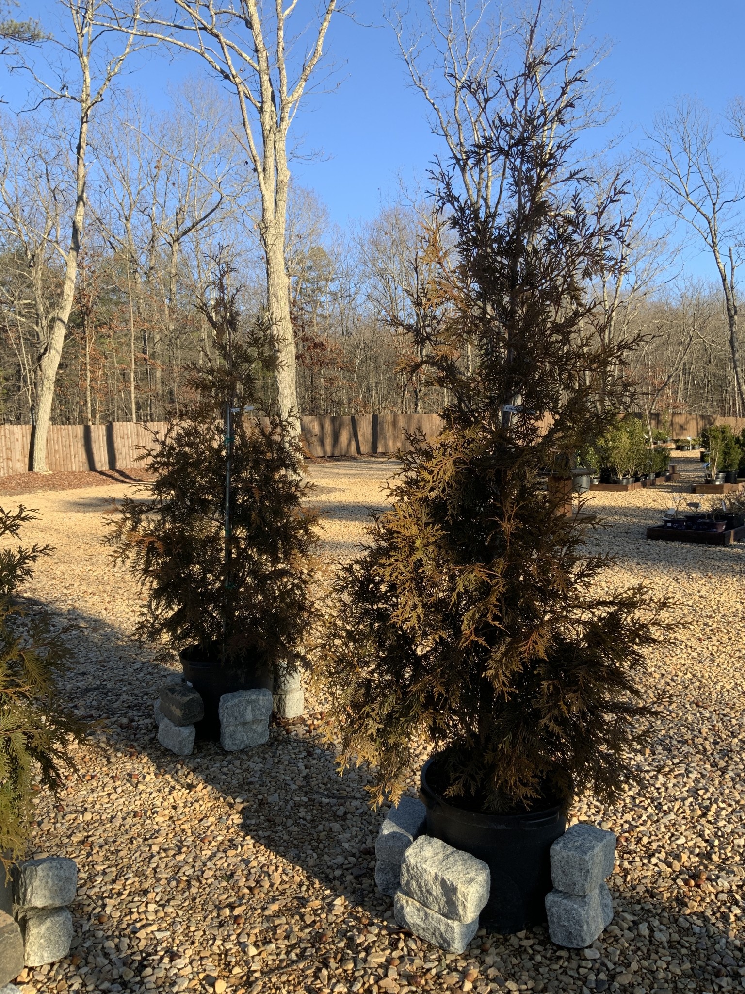 Arborvitae, Thuja occidentalis 'Green Giant' 15G