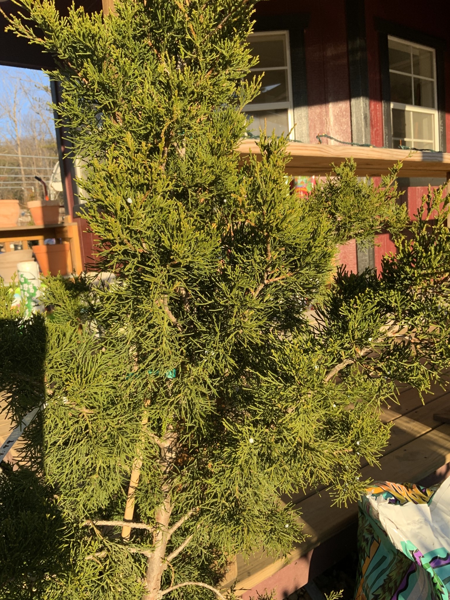 Brodie Juniper #10 -- Juniperus virginiana 'Brodie'