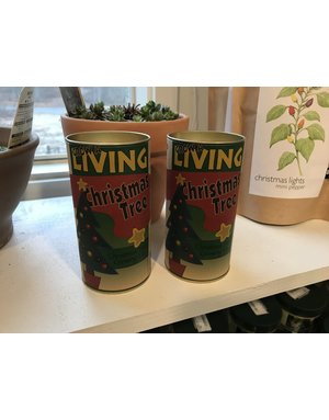 Johnsteen Company Living Christmas Tree-Seed Grow Kit-Balsam Fir