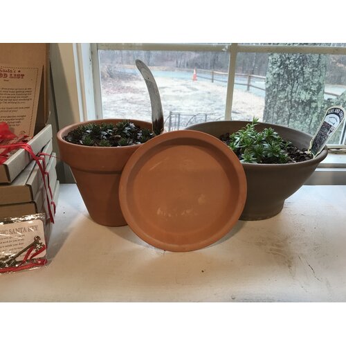 Deroma Deroma 5.9" Terra Cotta Clay Saucer