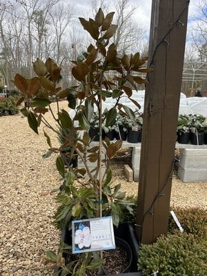 Magnolia grandiflora 'Little Gem' NATIVE