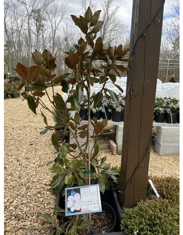 Magnolia grandiflora 'Little Gem' NATIVE