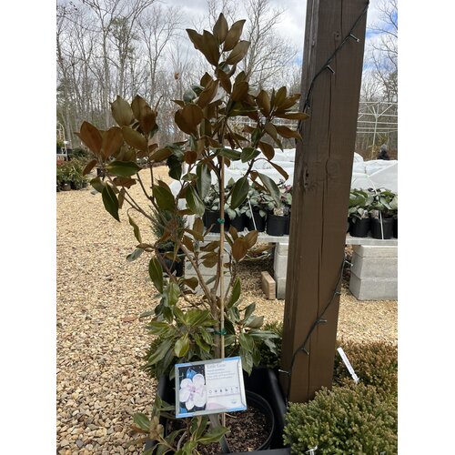 Magnolia grandiflora 'Little Gem' NATIVE