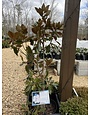 Magnolia grandiflora 'Little Gem' NATIVE
