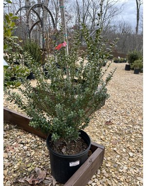 Steeds Upright Japanese Holly